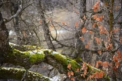 DSC_0803 (Large).JPG